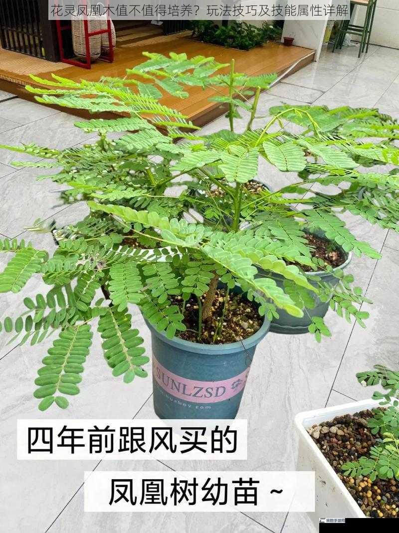 花灵凤凰木值不值得培养？玩法技巧及技能属性详解