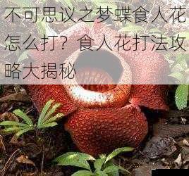 不可思议之梦蝶食人花怎么打？食人花打法攻略大揭秘