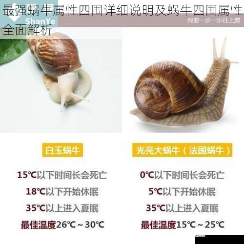 最强蜗牛属性四围详细说明及蜗牛四围属性全面解析