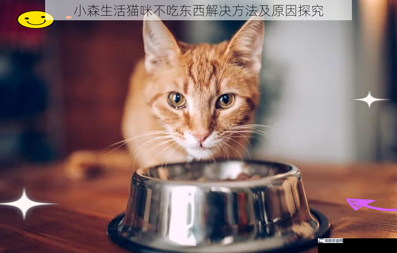 小森生活猫咪不吃东西解决方法及原因探究