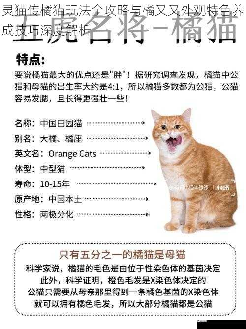 灵猫传橘猫玩法全攻略与橘又又外观特色养成技巧深度解析