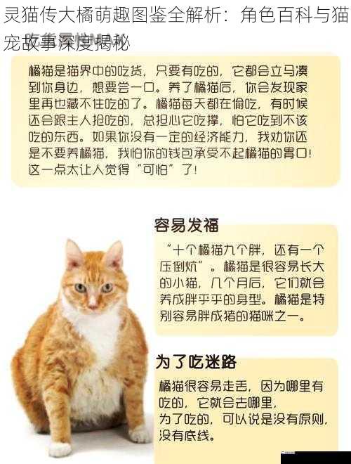 灵猫传大橘萌趣图鉴全解析：角色百科与猫宠故事深度揭秘